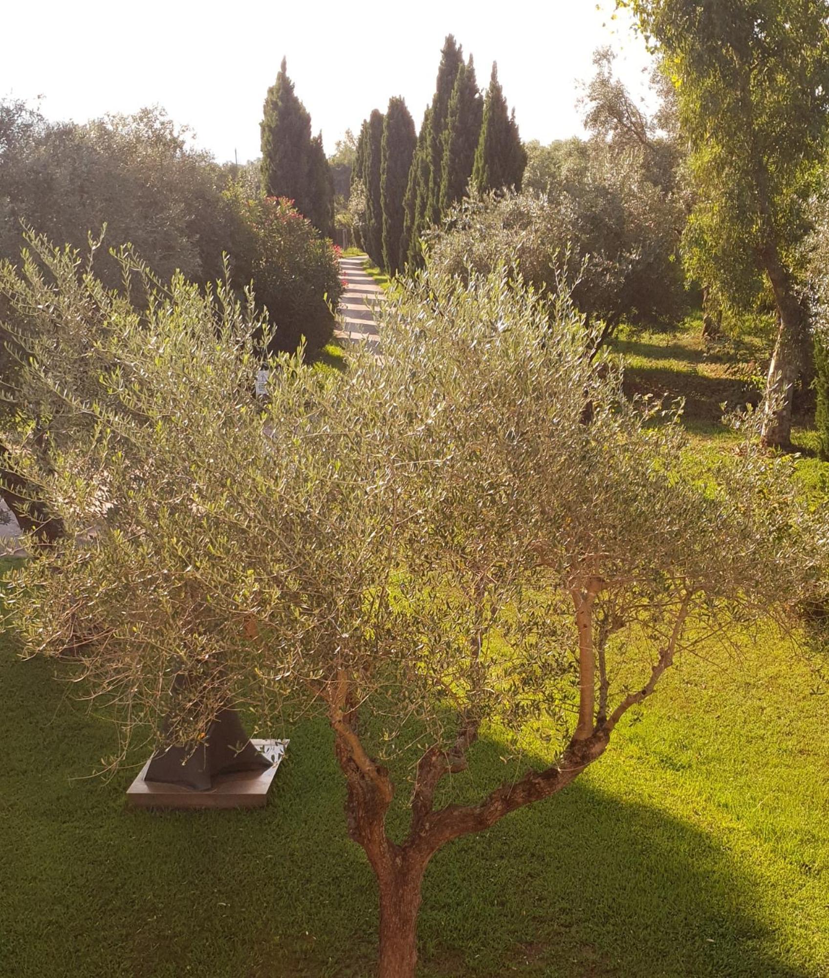 Fattoria Il Giardo Διαμέρισμα Pietrasanta Εξωτερικό φωτογραφία
